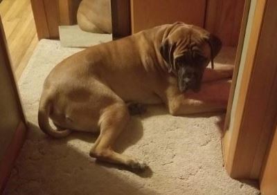 Steve Pasker's Mastiff