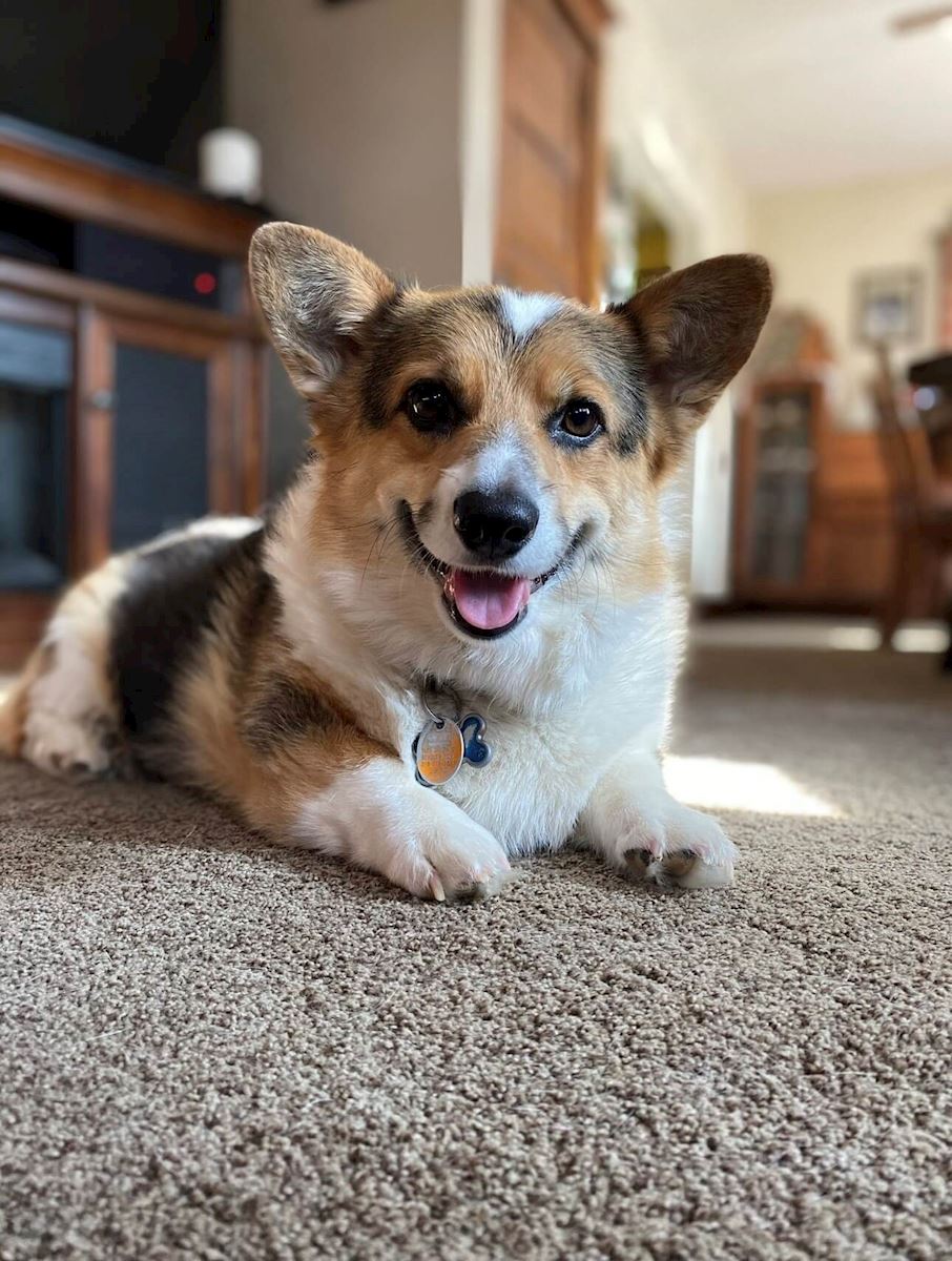 Kyle Millers Dog